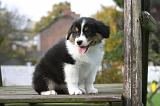BERGER AUSTRALIEN PUPPIES 886